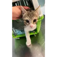 gatto - Matr. 2022/1503 - Microchip 380260044732760