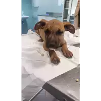 Foto dell\'animale cane - Matr. 2022/1509 - Microchip 380260044437712