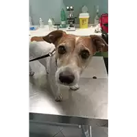 Foto dell\'animale cane - Matr. 2022/1512 - Microchip 380260044437875