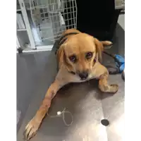 Foto dell\'animale cane - Matr. 2017/1046 - Microchip 380260043269421