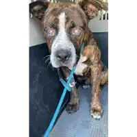 Foto dell\'animale cane - Matr. 2022/1523 - Microchip 380260044437085