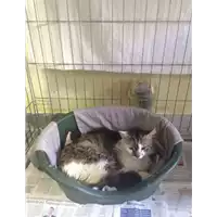 Foto dell\'animale gatto - Matr. 2017/1047 - Microchip 380260043269220