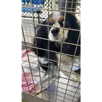 Foto dell\'animale cane - Matr. 2022/1530 - Microchip 941000014068364