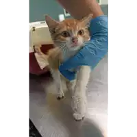 Foto dell\'animale gatto - Matr. 2022/1532 - Microchip 380260044437607