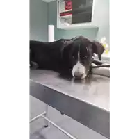 Foto dell\'animale cane - Matr. 2022/1542 - Microchip 380260044732990