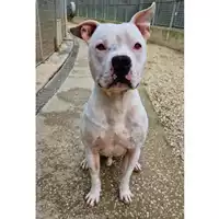 Foto dell\'animale cane - Matr. 2022/1544 - Microchip 380260101274752