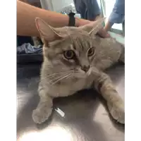 Foto dell\'animale gatto - Matr. 2017/1049 - Microchip 380260043268650