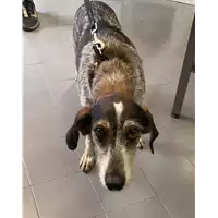 Foto dell\'animale cane - Matr. 2022/1555 - Microchip 380260080376706