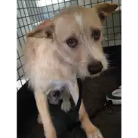 Foto dell\'animale cane - Matr. 2017/1054 - Microchip 380260043268604