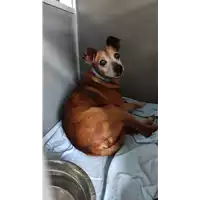Foto dell\'animale cane - Matr. 2022/1557 - Microchip 380260000283388