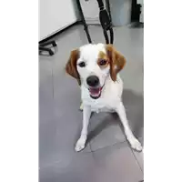 Foto dell\'animale cane - Matr. 2022/1558 - Microchip 380260004635765