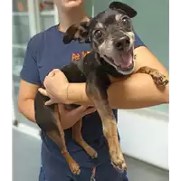 Foto dell\'animale cane - Matr. 2022/1559 - Microchip 380260044748233