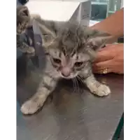 Foto dell\'animale gatto - Matr. 2017/1050 - Microchip 380260043268431