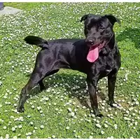 Foto dell\'animale cane - Matr. 2022/0413 - Microchip 380260044474258