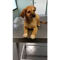 Foto dell\'animale cane - Matr. 2022/1570 - Microchip 380260044748203