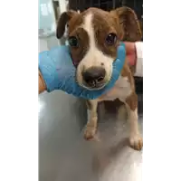 Foto dell\'animale cane - Matr. 2022/1569 - Microchip 380260044732338