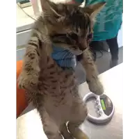 Foto dell\'animale gatto - Matr. 2017/1051 - Microchip 380260043269315