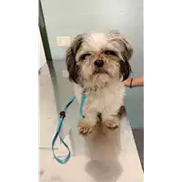 Foto dell\'animale cane - Matr. 2022/1571 - Microchip 956000004554227