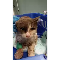 Foto dell\'animale gatto - Matr. 2022/1573 - Microchip 380260044748567