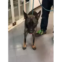 cane - Matr. 2022/1580 - Microchip 380260044732459
