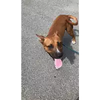 Foto dell\'animale cane - Matr. 2022/1581 - Microchip 380260044732308