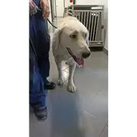 Foto dell\'animale cane - Matr. 2022/1585 - Microchip 380260044437688