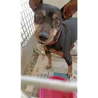 Foto dell\'animale cane - Matr. 2022/1587 - Microchip 380260044732596