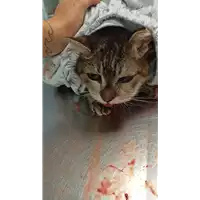 Foto dell\'animale gatto - Matr. 2022/1597 - Microchip 380260044732692