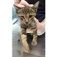Foto dell\'animale gatto - Matr. 2022/1598 - Microchip 380260044732751