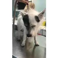 Foto dell\'animale cane - Matr. 2022/1599 - Microchip 380260044748589