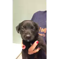 Foto dell\'animale cane - Matr. 2022/1601 - Microchip 380260044732374