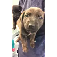 Foto dell\'animale cane - Matr. 2022/1606 - Microchip 380260044732445