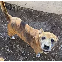 Foto dell\'animale cane - Matr. 2022/1607 - Microchip 380260044748512