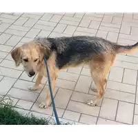 cane - Matr. 2022/1611 - Microchip 380260000792834