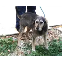 Foto dell\'animale cane - Matr. 2022/1610 - Microchip 380260000798299