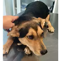 Foto dell\'animale cane - Matr. 2022/1612 - Microchip 380260044732313