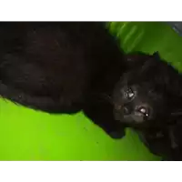 Foto dell\'animale gatto - Matr. 2022/1616 - Microchip 380260044748195