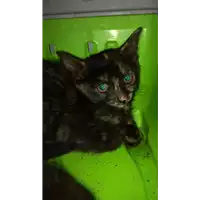Foto dell\'animale gatto - Matr. 2022/1617 - Microchip 380260044748187