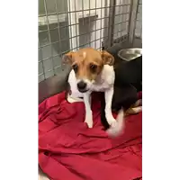 Foto dell\'animale cane - Matr. 2022/1615 - Microchip 380260044748630