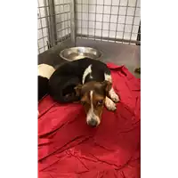 Foto dell\'animale cane - Matr. 2022/1614 - Microchip 380260044732593