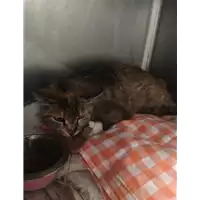 Foto dell\'animale gatto - Matr. 2017/1058 - Microchip 380260043268755