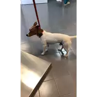 Foto dell\'animale cane - Matr. 2022/1625 - Microchip 380260044732934