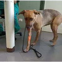 Foto dell\'animale cane - Matr. 2022/1519 - Microchip 380260044441227