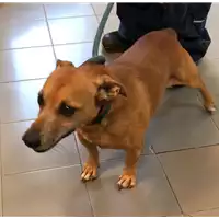 Foto dell\'animale cane - Matr. 2022/1626 - Microchip 380260044732962
