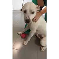 Foto dell\'animale cane - Matr. 2022/1629 - Microchip 380260044733166
