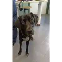 Foto dell\'animale cane - Matr. 2022/1639 - Microchip 380260044748371