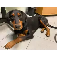 Foto dell\'animale cane - Matr. 2022/1563 - Microchip 380260044733091