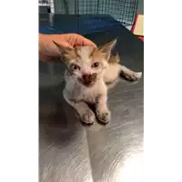 Foto dell\'animale gatto - Matr. 2022/1641 - Microchip 380260044732234