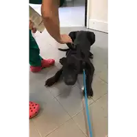 Foto dell\'animale cane - Matr. 2022/1643 - Microchip 380260044748472