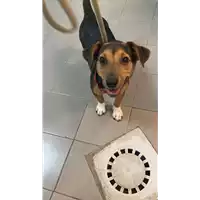 Foto dell\'animale cane - Matr. 2022/1644 - Microchip 380260044733119
